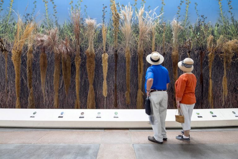 Visitors at the past Exhibit Roots - Betty Ford Alpine Gardens