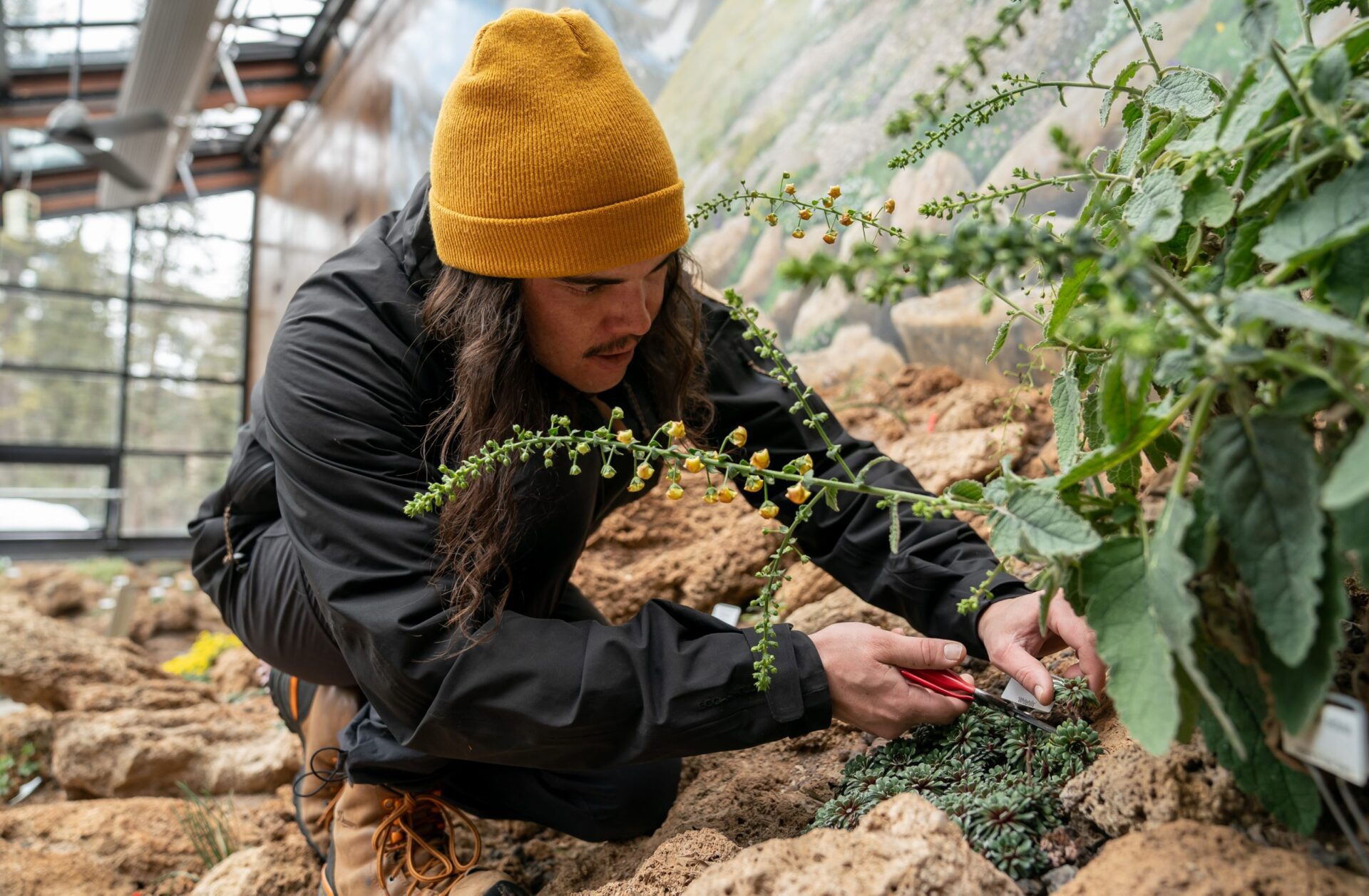 Gardening in the Alpine House - Betty Ford Alpine Gardens