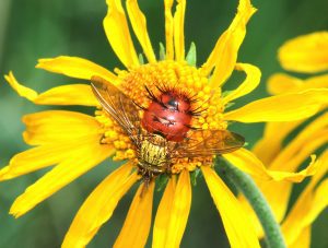 Fly Pollinating - Betty Ford Alpine Gardens