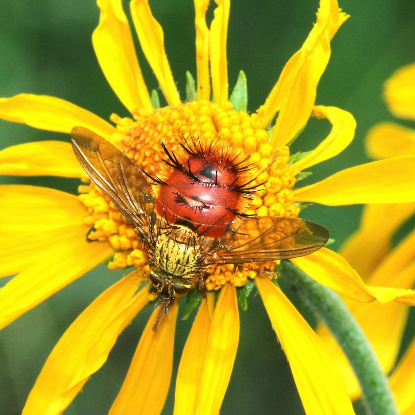 Adajeania Vexatrix Fly Pollinating Yellow Flower - Betty Ford Alpine Gardens | NAGB Alpine Strategy