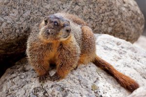 Yellow Bellied Marmot - Betty Ford Alpine Gardens