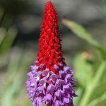 Red and purple bloom - Betty Ford Alpine Gardens | NAGB Alpine Strategy