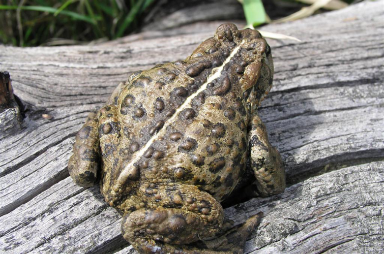 Boreal Toad - Betty Ford Alpine Gardens