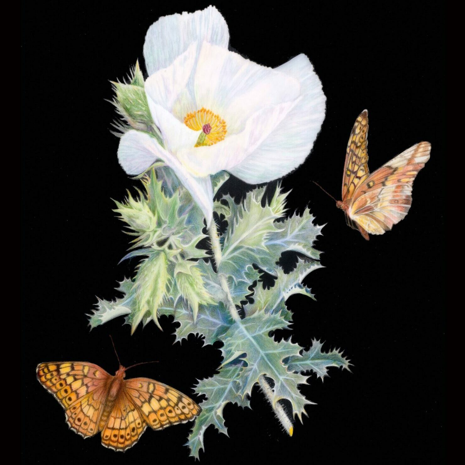 Prickly Poppy Illustration - Betty Ford Alpine Gardens