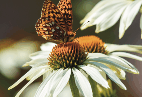 Pollinator butterfly on a daisy - Plants are the Answer - Betty Ford Alpine Gardens