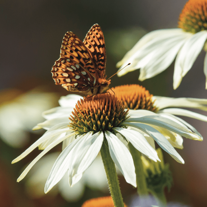 Pollinator butterfly on a daisy - Plants are the Answer - Betty Ford Alpine Gardens