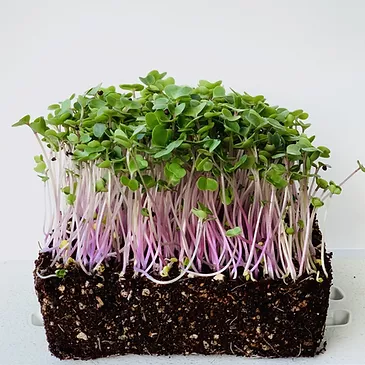 Red Russian Kale Microgreens - Betty Ford Alpine Gardens