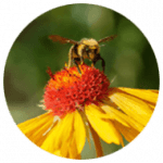 Pollinating Bee at Betty Ford Alpine Gardens