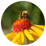 Pollinating Bee at Betty Ford Alpine Gardens
