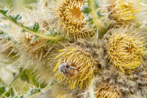 Cirsium Funkaie Bee - Betty Ford Alpine Gardens