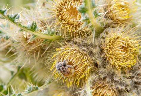 Cirsium Funkaie Bee - Betty Ford Alpine Gardens