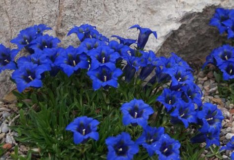 Blue Gentian - Betty Ford Alpine Gardens