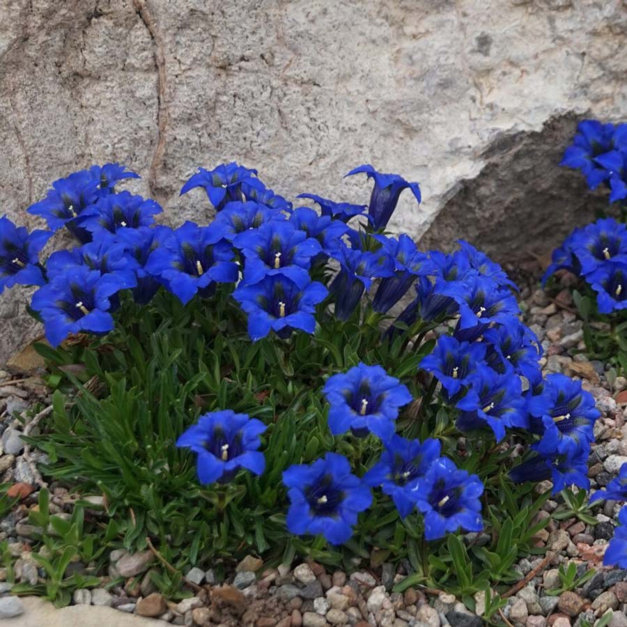 Blue Gentian - Betty Ford Alpine Gardens