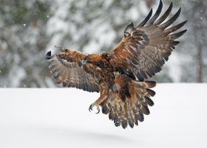 Golden Eagle - Betty Ford Alpine Gardens