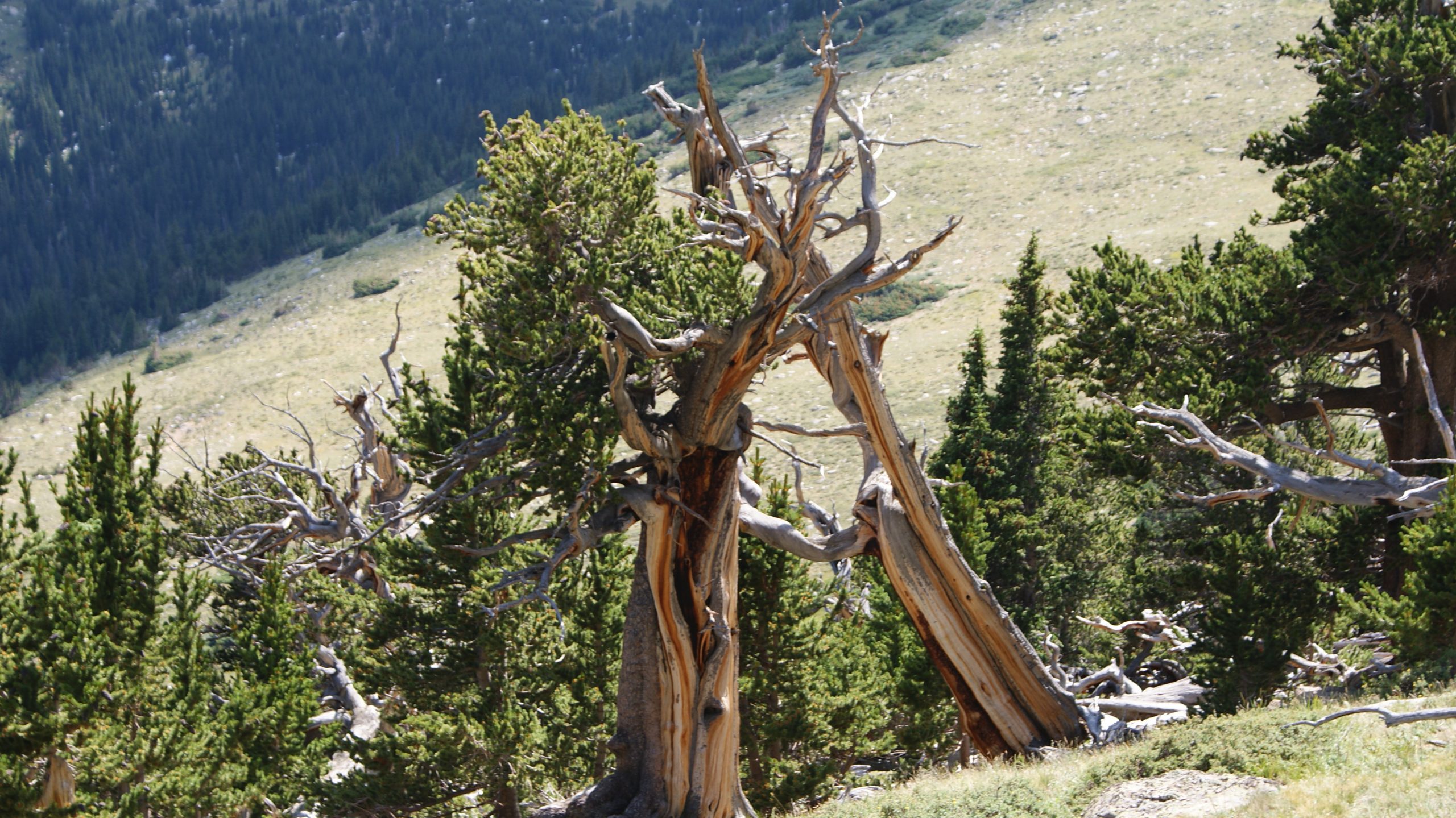Weathered tree at altitude - Betty Ford Alpine Gardens