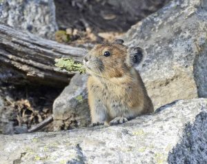 Pika - Betty Ford Alpine Gardens