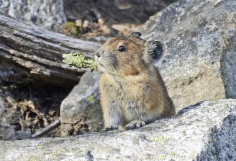 Pika - Betty Ford Alpine Gardens