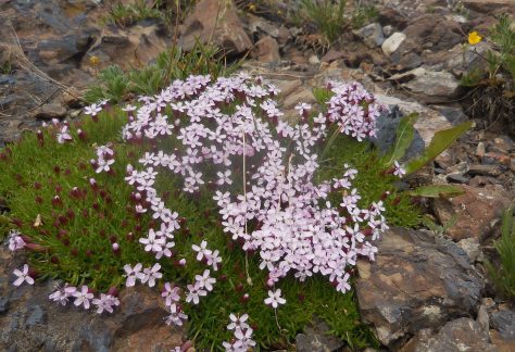 Silene Acualis among rocks - Betty Ford Alpine Gardens