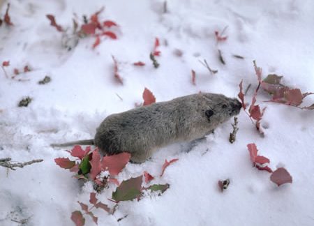 Northern Pocket Gopher - Thomomys talpoides - Betty Ford Alpine Gardens