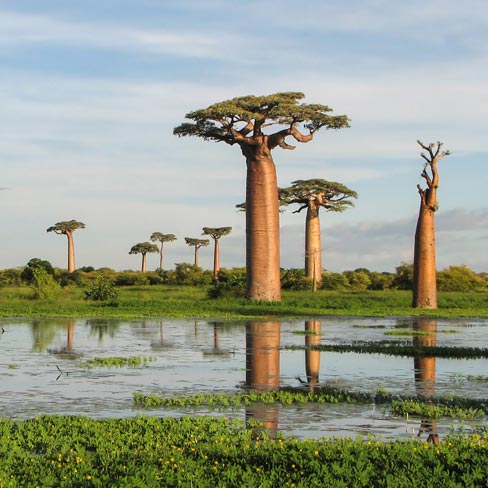 Baobab Trees - Betty Ford Alpine Gardens