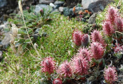 Alpine Flowers at Betty Ford Alpine Gardens