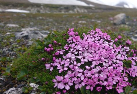Alpine Flowers Near Snow at Betty Ford Alpine Gardens