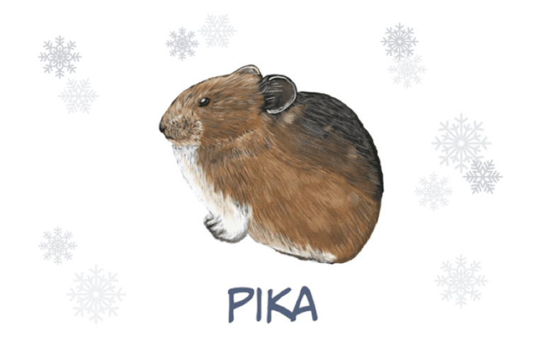 Illustration of a Pika - Betty Ford Alpine Gardens