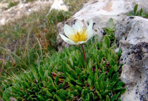 Flower Blooming Among Rocks - Betty Ford Alpine Gardens