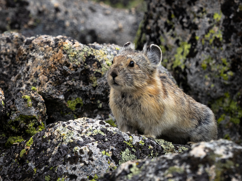 Pika on Lichen - Betty Ford Alpine Gardens