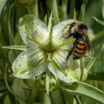 Bee at Betty Ford Alpine Gardens