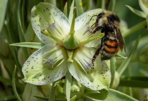 Bee at Betty Ford Alpine Gardens