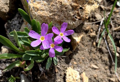 Alpine Primrose (Primula angustifolia), a pink flower with a yellow center - Betty Ford Alpine Gardens