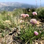 Sea Pink (Armeria maritima ssp. sibirica), a little pink flower against a backdrop of mountains - Betty Ford Alpine Gardens
