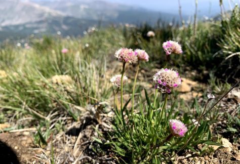Sea Pink (Armeria maritima ssp. sibirica), a little pink flower against a backdrop of mountains - Betty Ford Alpine Gardens