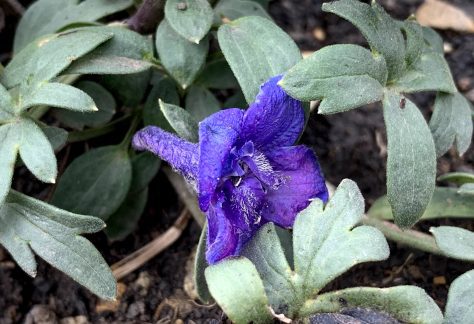 Alpine Larkspur (Delphinium alpestre), a tiny purple flower with green leaves - Betty Ford Alpine Gardens