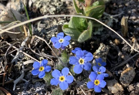 A small blue flower with a yellow center - Betty Ford Alpine Gardens