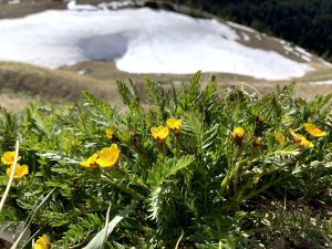 Alpine Avens