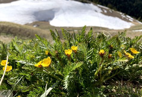Alpine Avens - Betty Ford Alpine Gardens