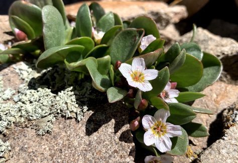 Alpine Spring Beauty - Betty Ford Alpine Gardens