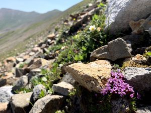 Moss Campion growing on a rocky slope.
