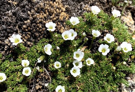 White flowers in bloom - Betty Ford Alpine Gardens
