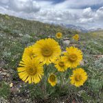 Yellow Old-Man-of-the-Mountains flowers on a hillside in the alpine - Betty Ford Alpine Gardens