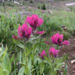 Pink Spitleaf Paintbrush flowers against an alpine backdrop - Betty Ford Alpine Gardens