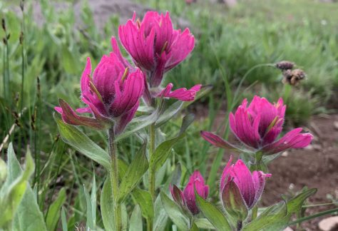 Pink Spitleaf Paintbrush flowers against an alpine backdrop - Betty Ford Alpine Gardens