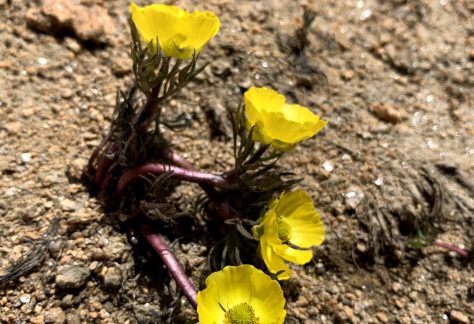 Alpine Buttercup (Ranunculus adoneus), a small yellow flower - Betty Ford Alpine Gardens
