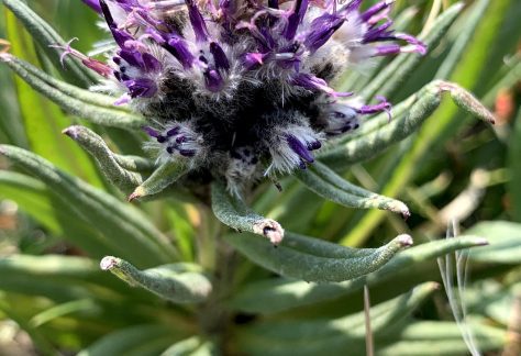Weber's Saw-Wort (Saussurea weberi), a fuzzy. purple flower - Betty Ford Alpine Gardens