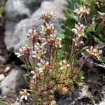 A small, cushion-forming alpine plant with white petals and a yellow center - Betty Ford Alpine Gardens