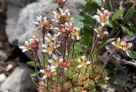 A small, cushion-forming alpine plant with white petals and a yellow center - Betty Ford Alpine Gardens