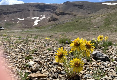 Old-Man-of-the-Mountain (Hymenoxys grandliflora) with a cirque in the background - Betty Ford Alpine Gardens