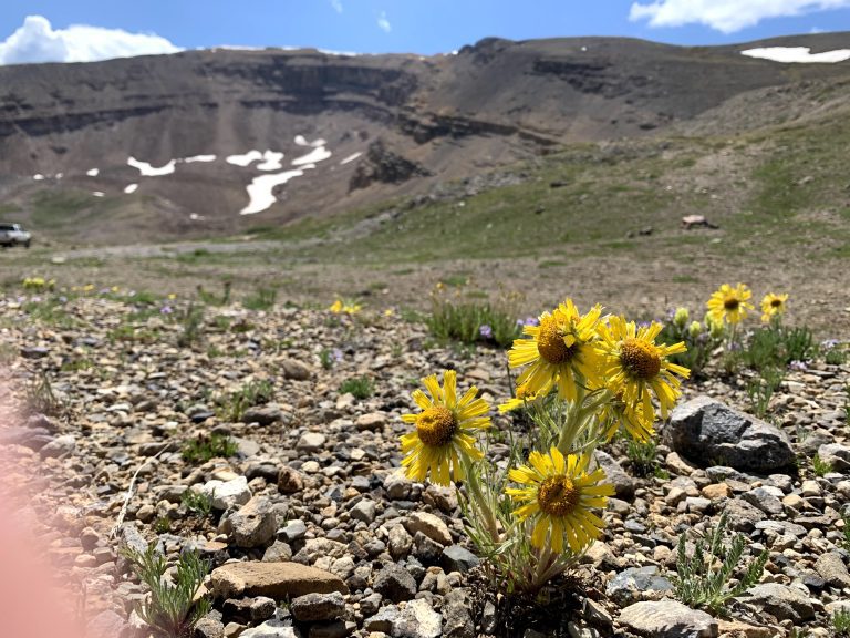Old-Man-of-the-Mountain (Hymenoxys grandliflora) with a cirque in the background - Betty Ford Alpine Gardens